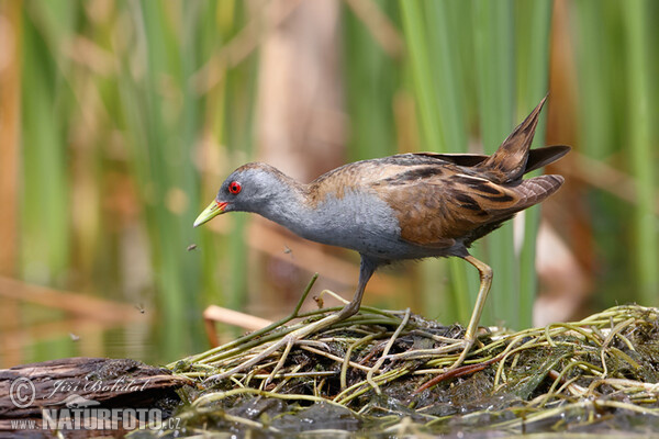 Little Crake (Porzana parva)