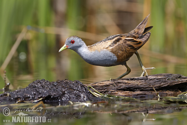 Little Crake (Porzana parva)