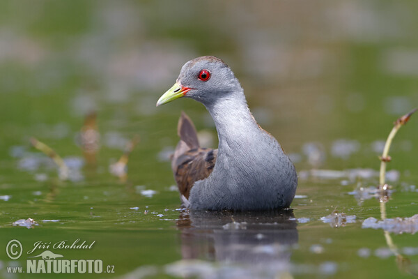 Little Crake (Porzana parva)