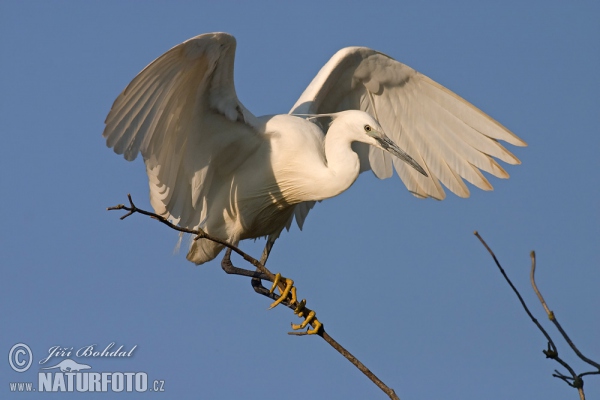 Little Egret (Egretta garzetta)