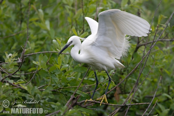 Little Egret (Egretta garzetta)