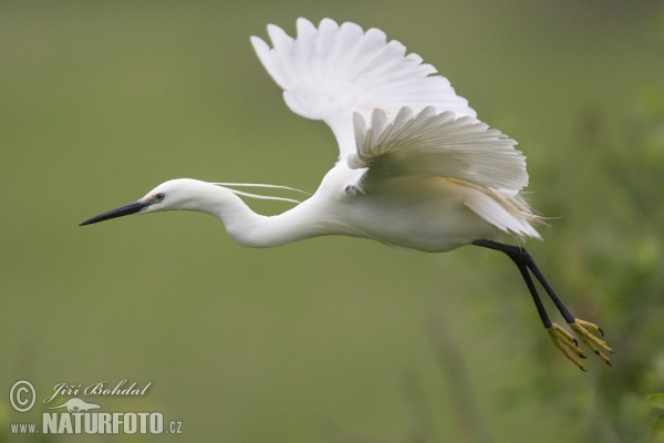 Little Egret (Egretta garzetta)