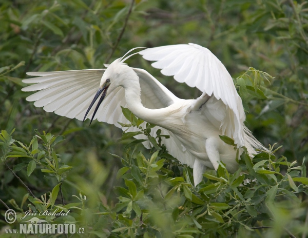 Little Egret (Egretta garzetta)