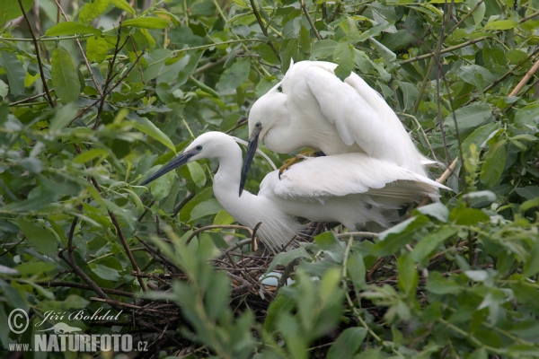 Little Egret (Egretta garzetta)