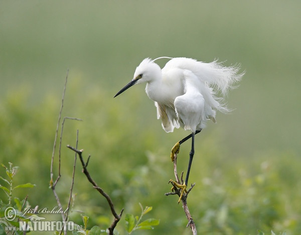 Little Egret (Egretta garzetta)