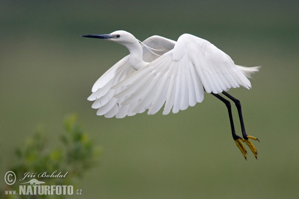 Little Egret (Egretta garzetta)