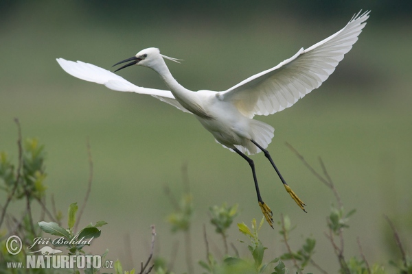 Little Egret (Egretta garzetta)