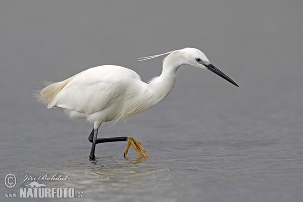 Little Egret (Egretta garzetta)