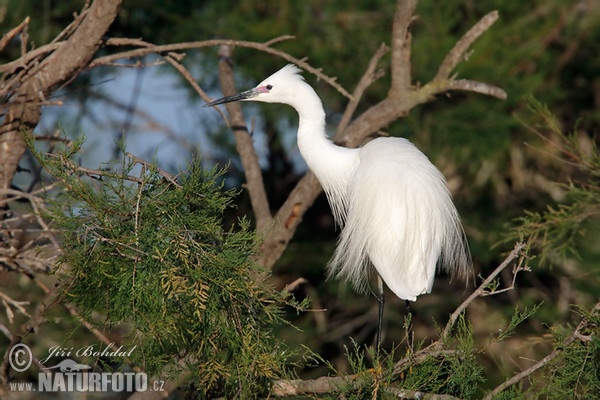 Little Egret (Egretta garzetta)