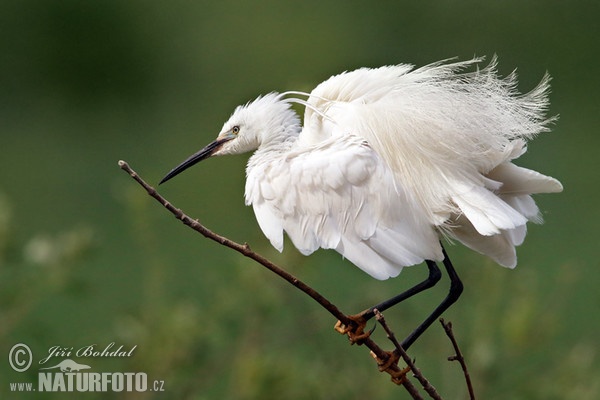 Little Egret (Egretta garzetta)