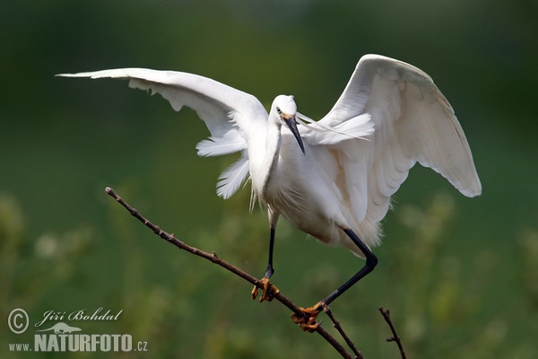 Little Egret (Egretta garzetta)