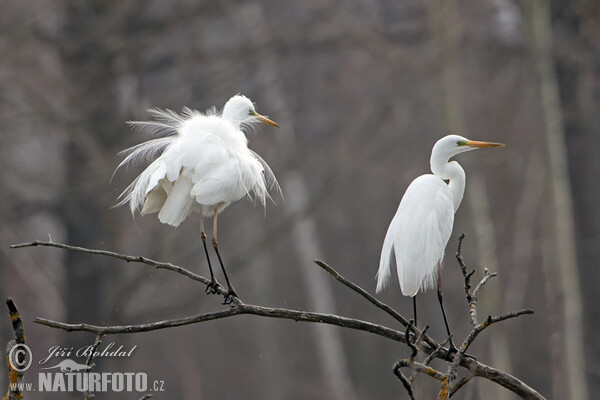 Little Egret (Egretta garzetta)