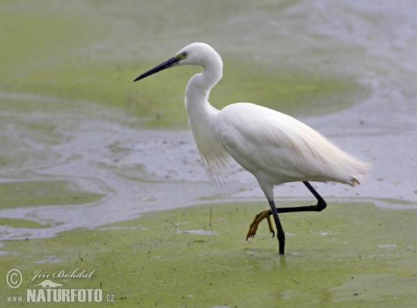 Little Egret (Egretta garzetta)