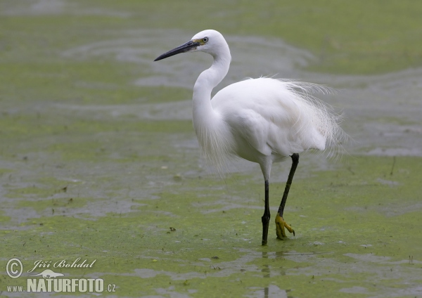 Little Egret (Egretta garzetta)