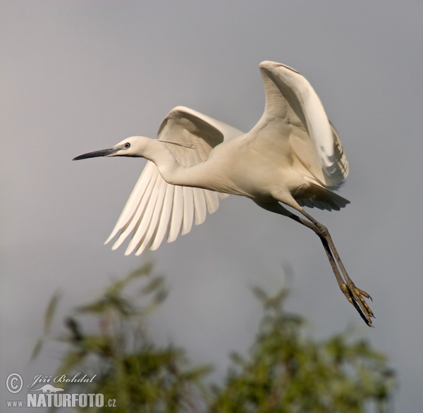 Little Egret (Egretta garzetta)