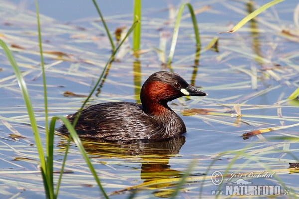 Little Grebe (Tachybaptus ruficollis)