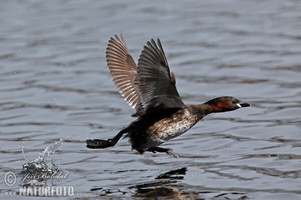 Little Grebe (Tachybaptus ruficollis)