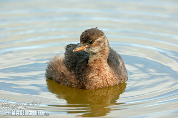 Little Grebe (Tachybaptus ruficollis)