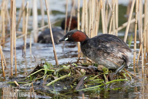 Little Grebe (Tachybaptus ruficollis)