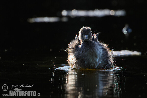 Little Grebe (Tachybaptus ruficollis)