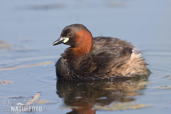 Little Grebe (Tachybaptus ruficollis)