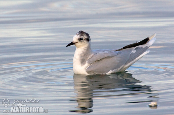 Little Gull (Hydrocoloeus minutus)