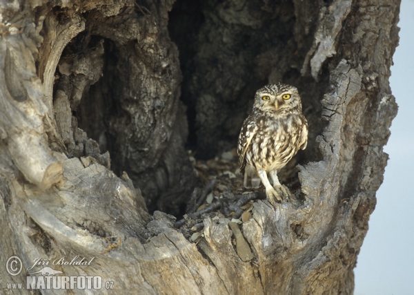 Little Owl (Athene noctua)