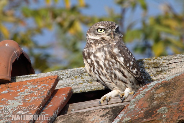 Little Owl (Athene noctua)