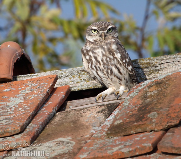 Little Owl (Athene noctua)