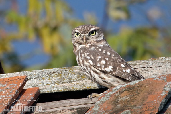 Little Owl (Athene noctua)