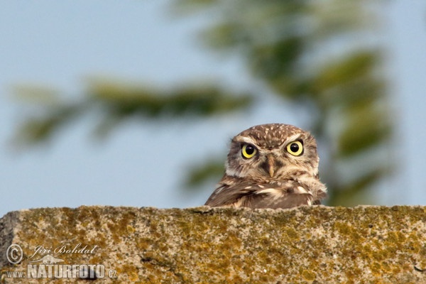 Little Owl (Athene noctua)