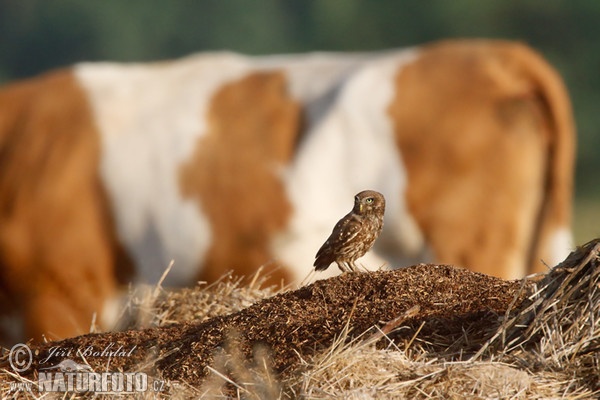 Little Owl (Athene noctua)