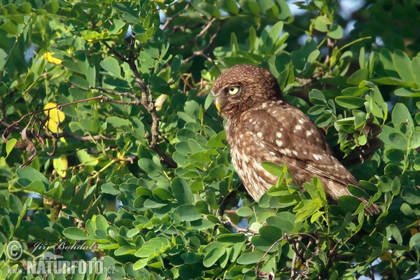 Little Owl (Athene noctua)