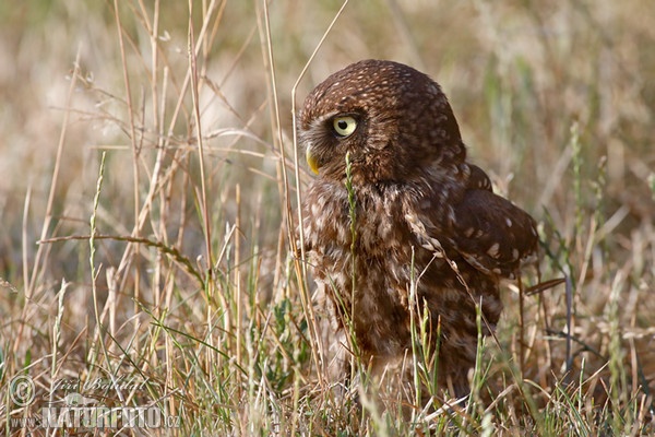 Little Owl (Athene noctua)