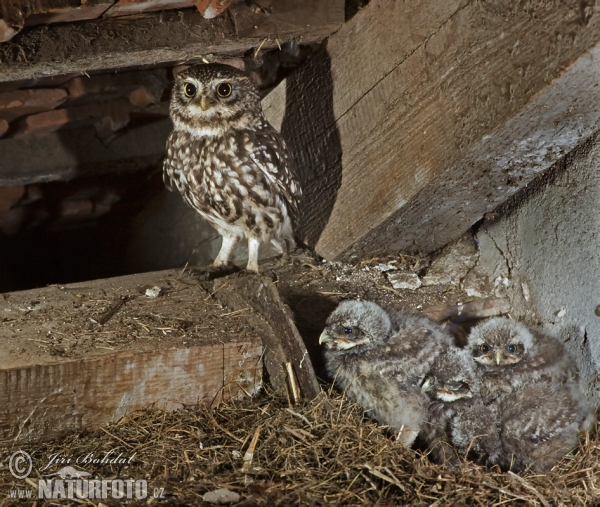 Little Owl (Athene noctua)