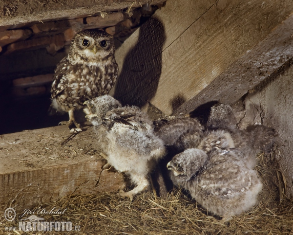 Little Owl (Athene noctua)