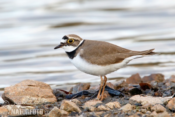 little ringed plover on the shore of the... | Stock Video | Pond5