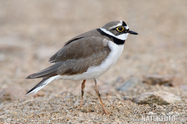 Little Ringed Plover (Charadrius dubius)