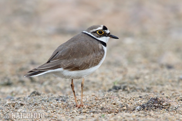 Little Ringed Plover (Charadrius dubius)