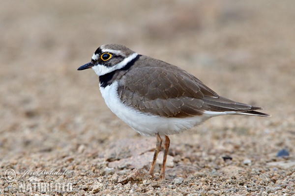 Little Ringed Plover (Charadrius dubius)