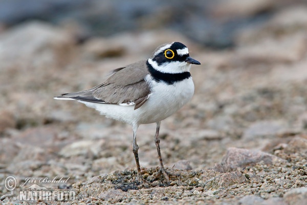 Little Ringed Plover (Charadrius dubius)