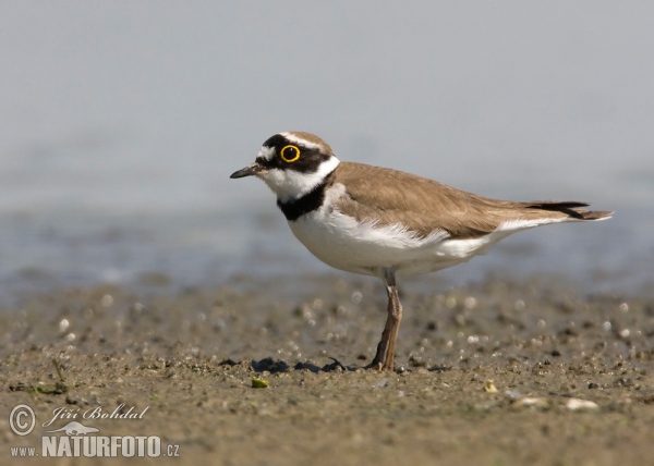 Little Ringed Plover (Charadrius dubius)