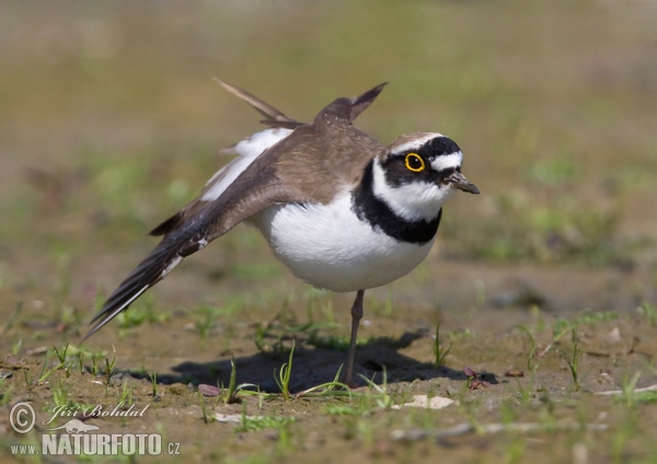 Little Ringed Plover (Charadrius dubius)