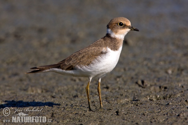 Little Ringed Plover (Charadrius dubius)