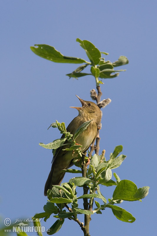 Locustella fluviatile