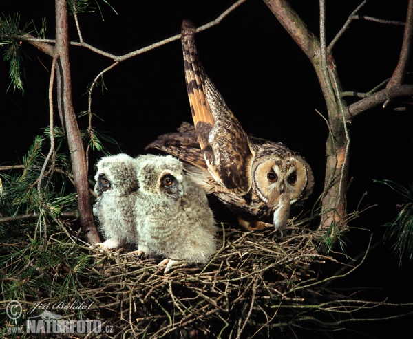 Long-eared Owl (Asio otus)