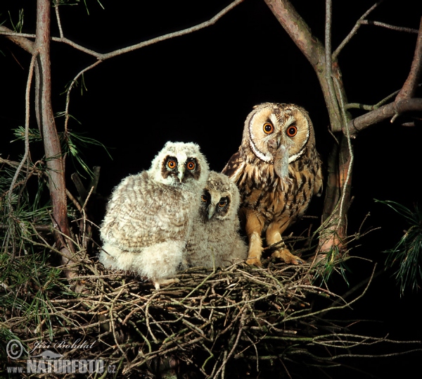 Long-eared Owl (Asio otus)