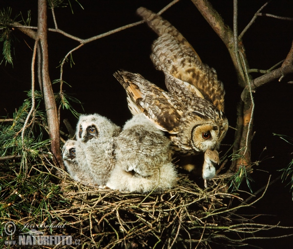 Long-eared Owl (Asio otus)