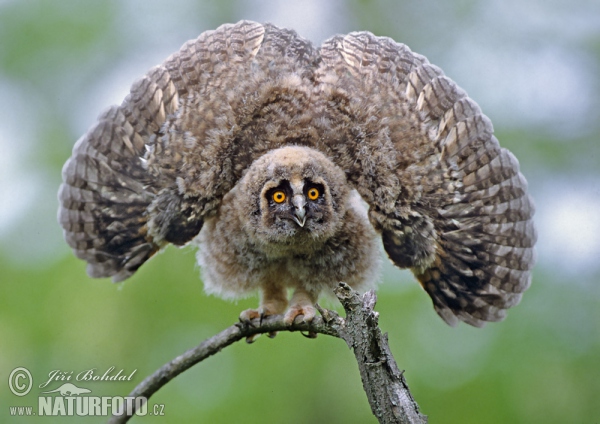 Long-eared Owl (Asio otus)