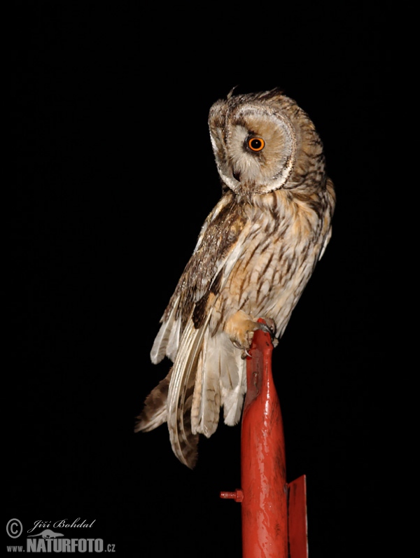 Long-eared Owl (Asio otus)